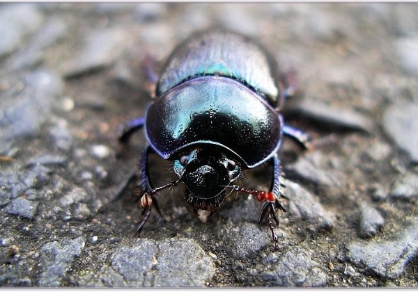 Makro - Näher als 50 cm am Motiv...